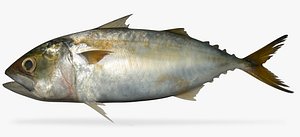 indian mackerel bangada 3D model