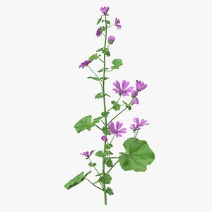 Malva