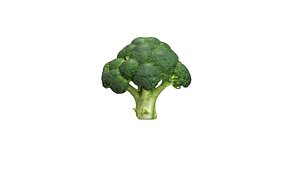 Green Broccoli 3d Model 3D model