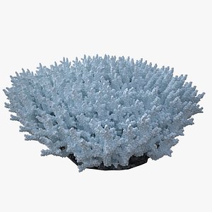coral acropora v5 model