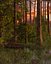 Sunset swamp