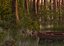 Sunset swamp