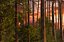 Sunset swamp