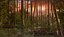 Sunset swamp