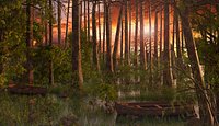 Sunset swamp