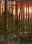 Sunset swamp