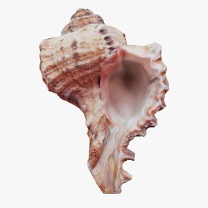 Shell Remastered model
