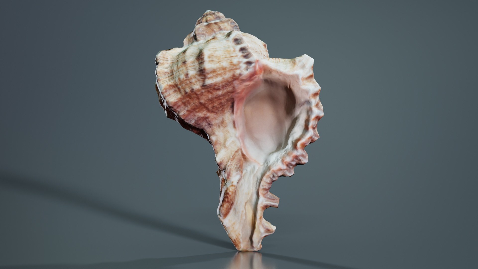 Shell Remastered Model - TurboSquid 2359836