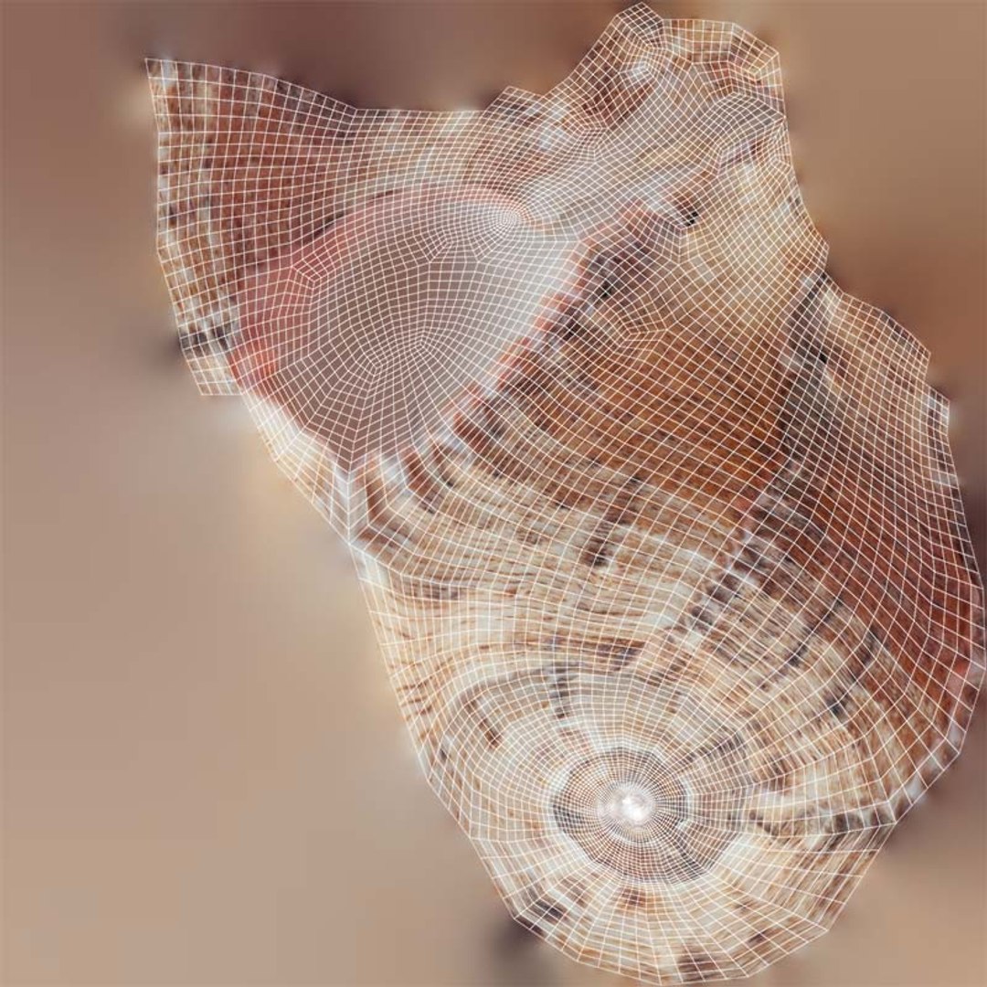 Shell Remastered Model - TurboSquid 2359836