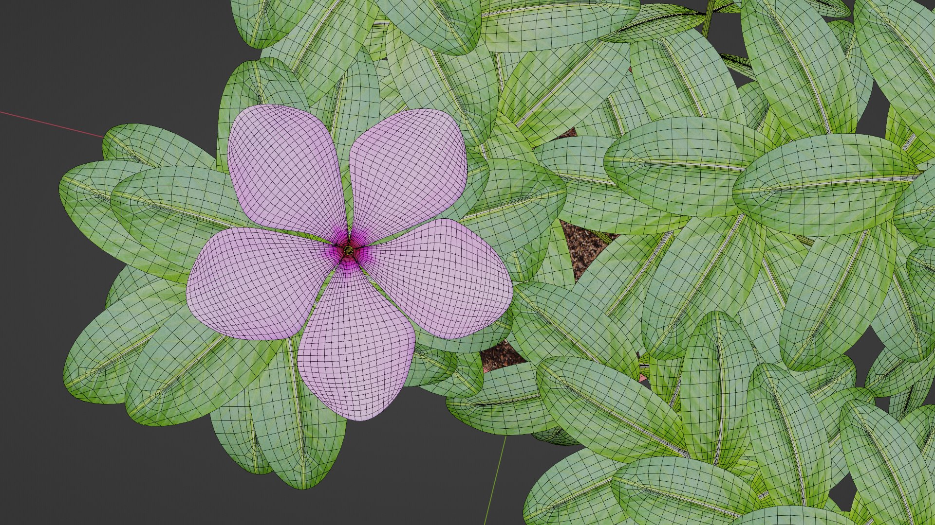 Vinca Rosia Flower 3D Model - TurboSquid 2085089