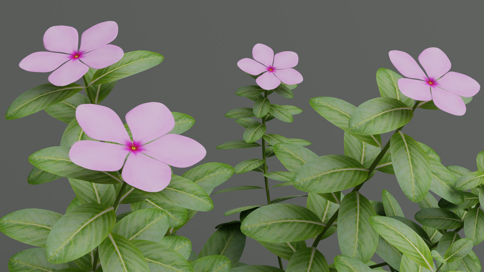 Vinca Rosia Flower 3D Model - TurboSquid 2085089