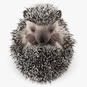 3D White Sleeping Hedgehog Fur