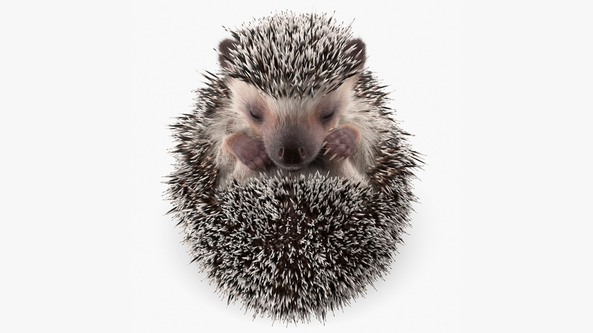 White Sleeping Hedgehog Fur 3D model preview