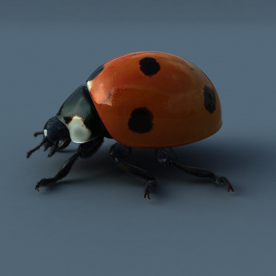Ladybird Modelled Obj