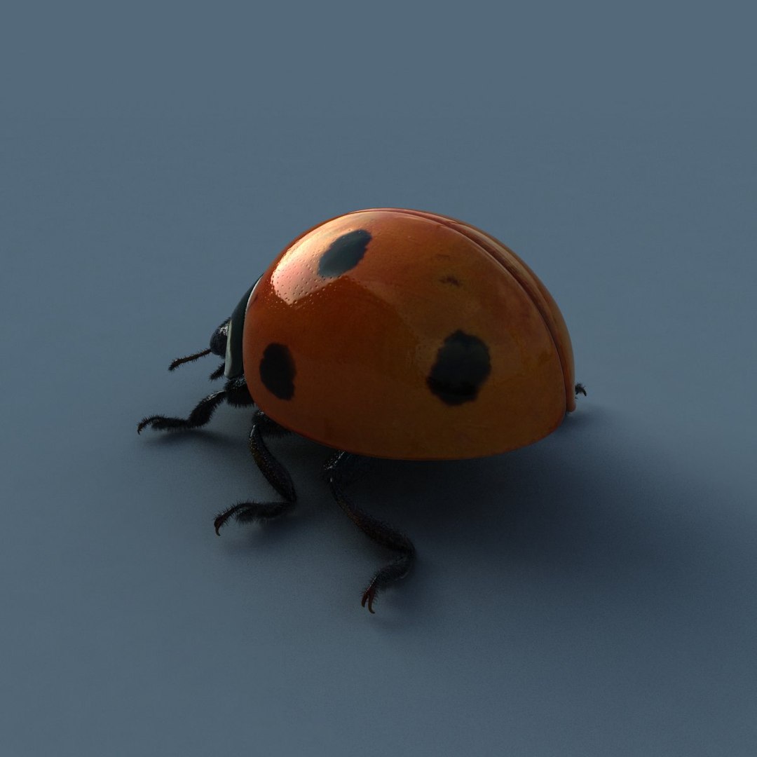 Ladybird Modelled Obj