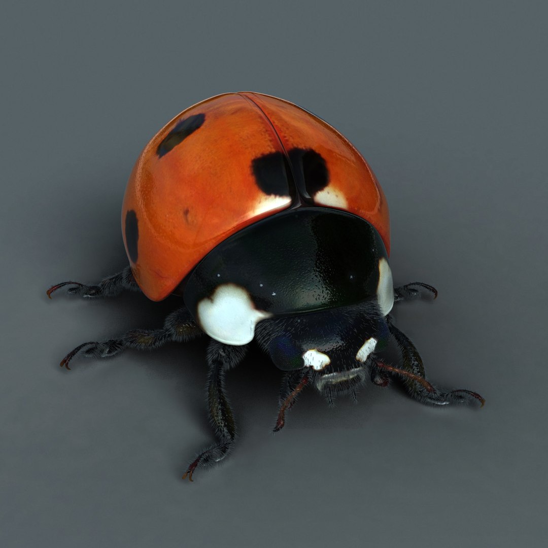 Ladybird Modelled Obj