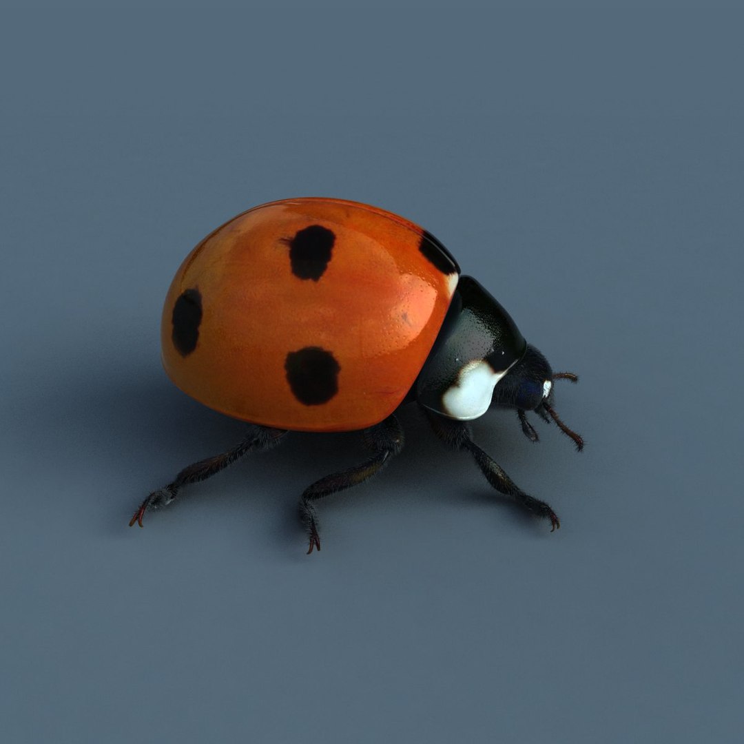 Ladybird Modelled Obj