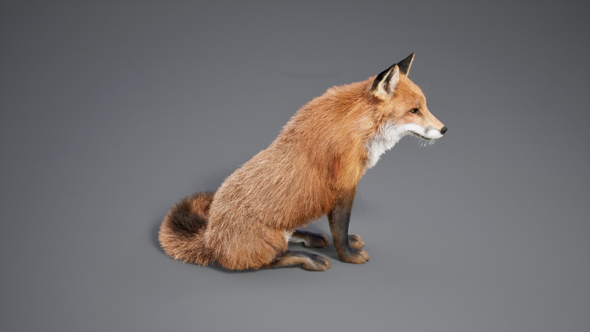 3D Fox Animated UNREAL Project - TurboSquid 2304438
