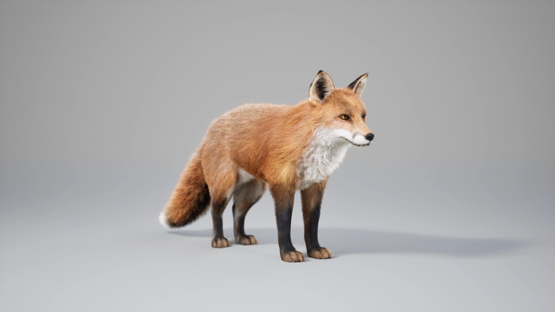 3D Fox Animated UNREAL Project - TurboSquid 2304438