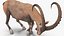 Alpine Ibex with Large Horns 3D