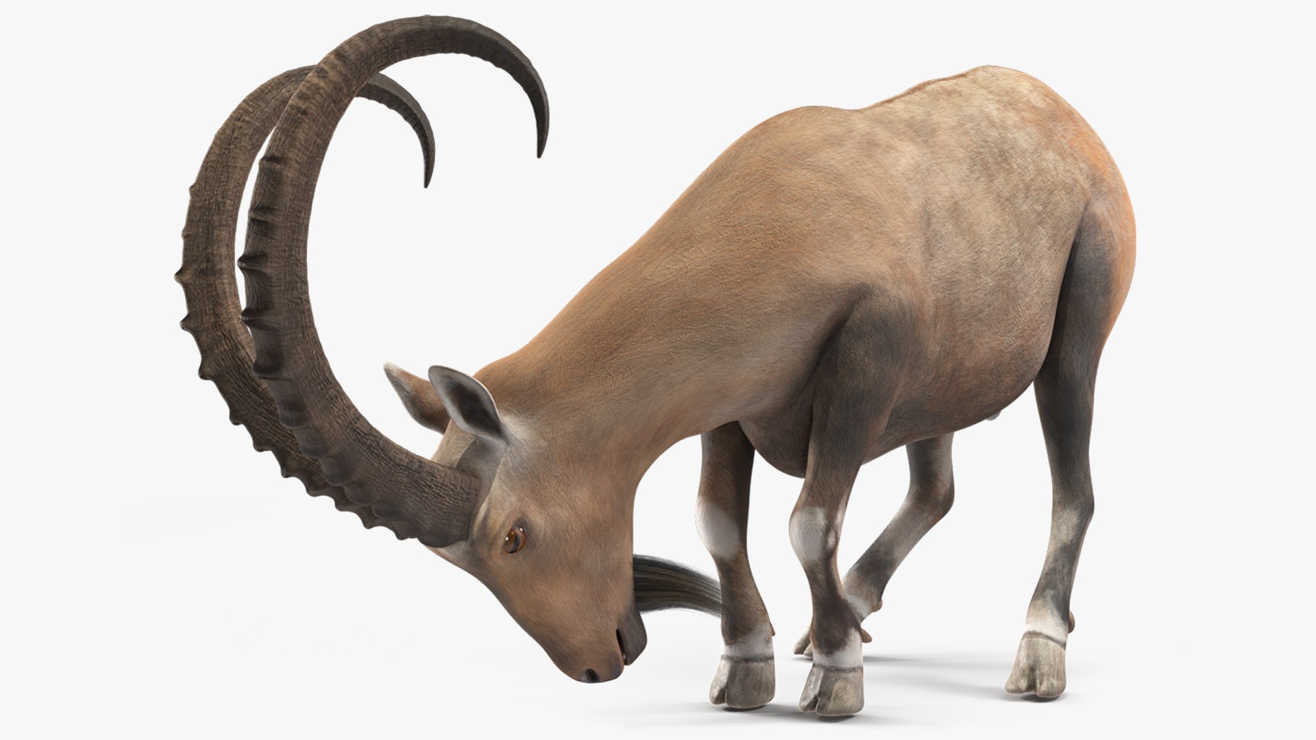 Alpine Ibex with Large Horns 3D https://p.turbosquid.com/ts-thumb/xh/8iAPU2/AM/alpineibexwithlargehornsc4dmodel001/jpg/1715131101/1920x1080/fit_q87/c67276232162d63ef36e32d61920fe876ef50f48/alpineibexwithlargehornsc4dmodel001.jpg
