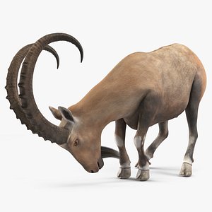 Alpine Ibex with Large Horns 3D