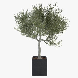 Ornamental Olive Tree