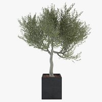 Ornamental Olive Tree