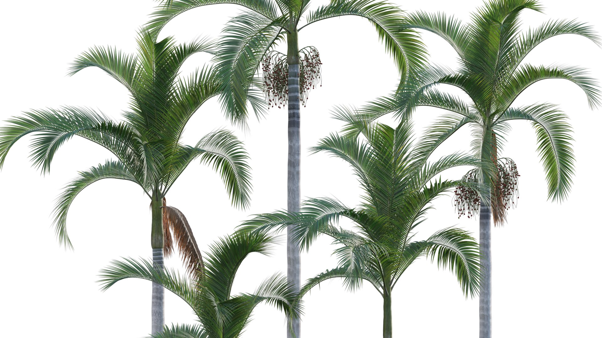 Archontophoenix Alexandrae Alexander Palm Northern Bangalow