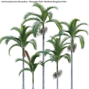Archontophoenix Alexandrae - Alexander Palm - Northern Bangalow Palm 3D model