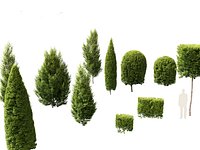 Carpinus betulus - European hornbeam
