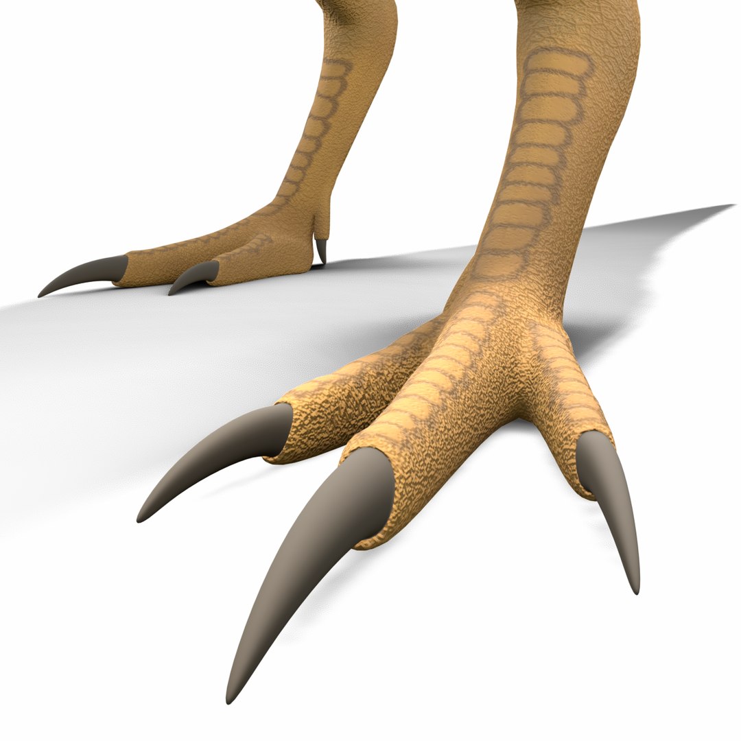 3D Model Aratasaurus Museunacionali Fur - TurboSquid 1597976