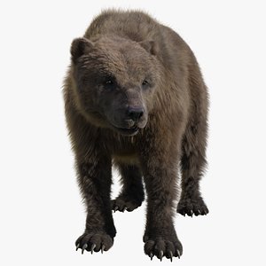 Brown Bear 3D Blender 3D model