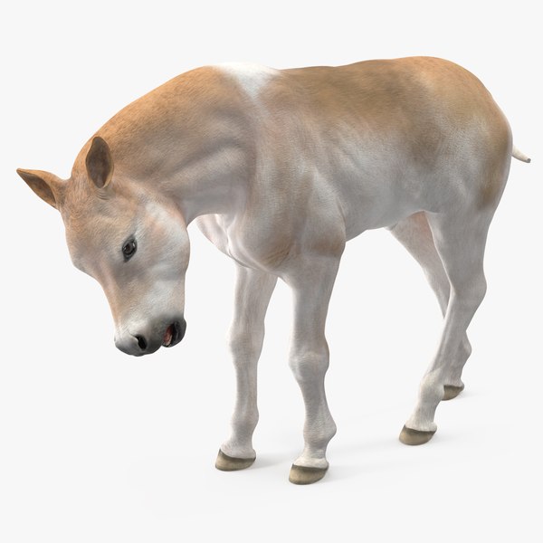 3D Realistic Shetland Pony Rigged model