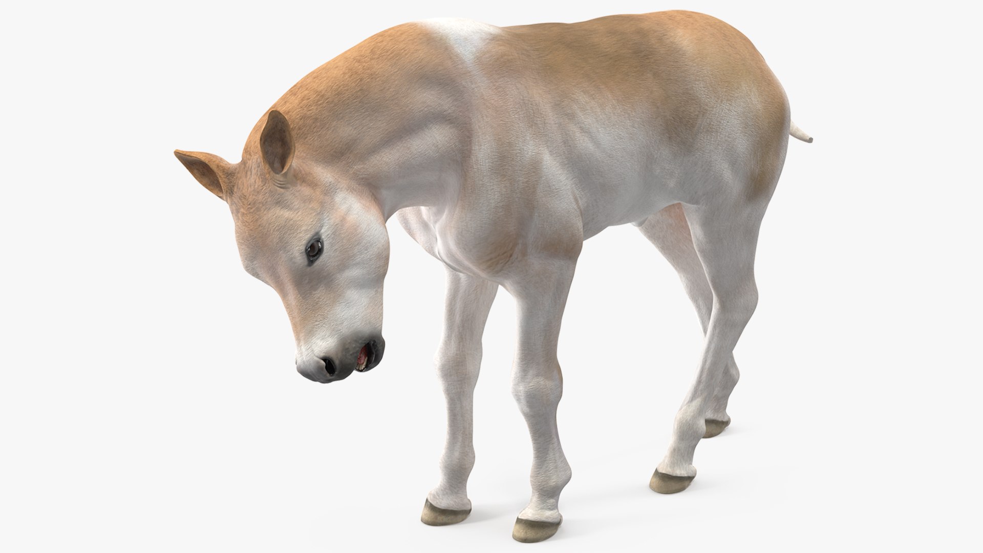 Realistic Shetland Pony Rigged 3D model preview