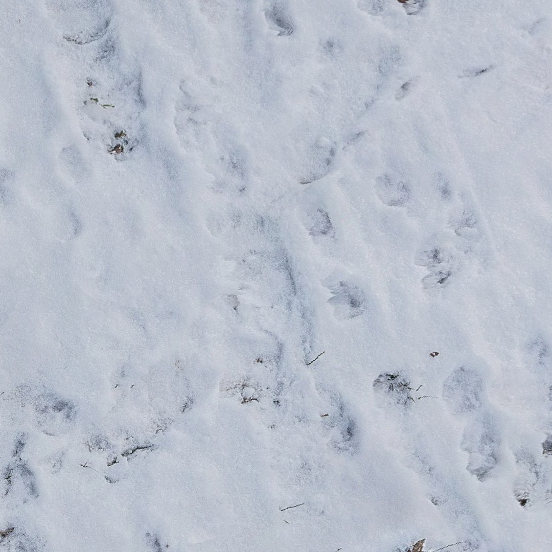 Snow 7 Model