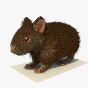 brown hamster fur 3ds