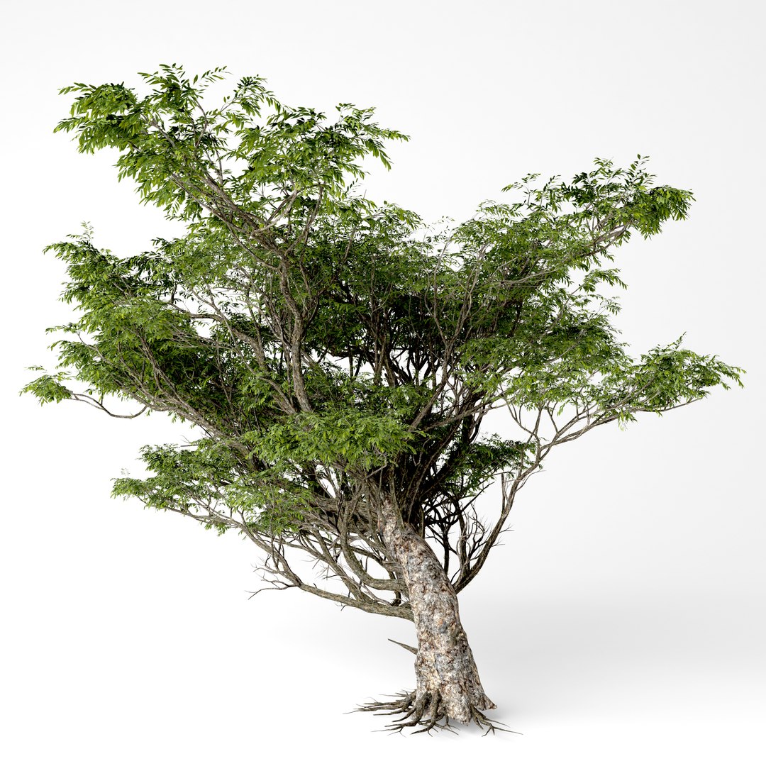 acacia 3D https://p.turbosquid.com/ts-thumb/xi/CWCATD/6DJFXegT/6/jpg/1541848573/1920x1080/fit_q87/63c85620908e099df9d1816f5bf3655a85abdbf7/6.jpg