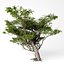 Acacia