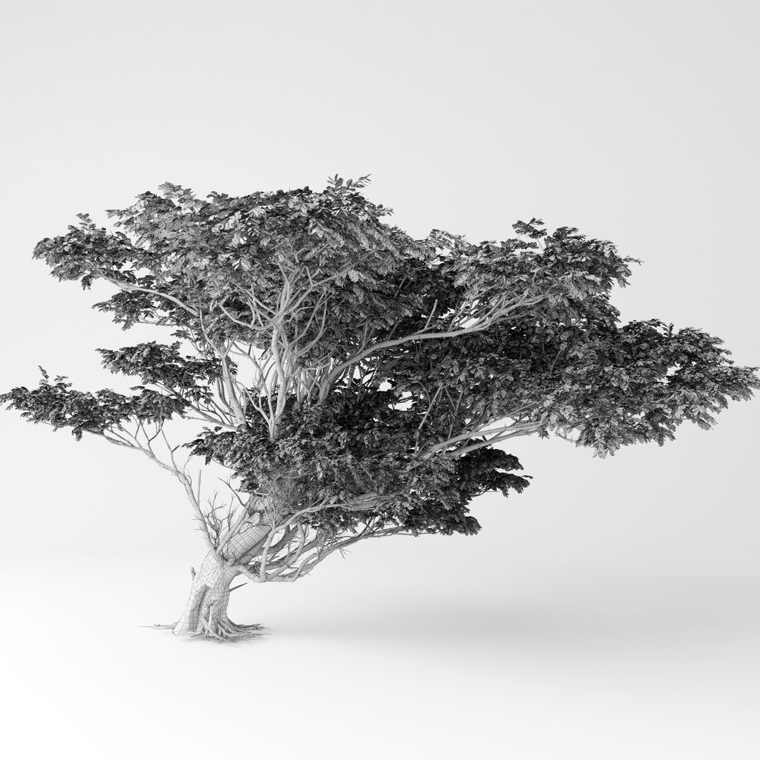 acacia 3D https://p.turbosquid.com/ts-thumb/xi/CWCATD/gEzI3c4z/8/jpg/1541848648/1920x1080/fit_q87/5ef360822c24de879d52f07847f10ecd4f39964b/8.jpg