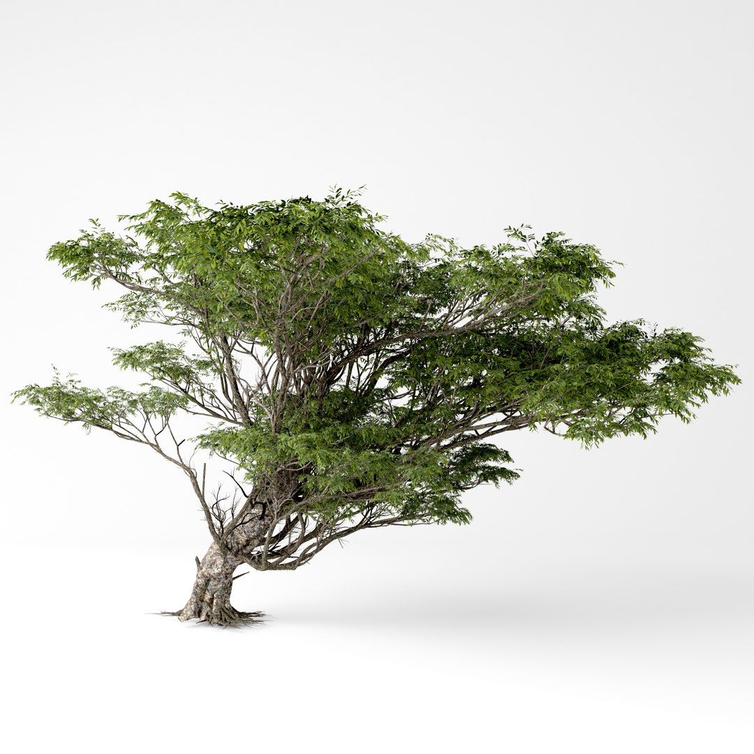 acacia 3D https://p.turbosquid.com/ts-thumb/xi/CWCATD/ivj8RmbK/7/jpg/1541848601/1920x1080/fit_q87/47862ab27afd3fcb935f03702d748de7aa62bdaf/7.jpg