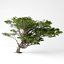 Acacia