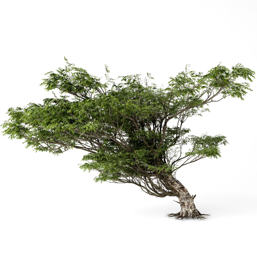 acacia 3D https://p.turbosquid.com/ts-thumb/xi/CWCATD/oNs5czma/4/jpg/1541848552/1920x1080/fit_q87/da9e892a9b69ad7c662b42b5a6343d7888f78694/4.jpg