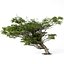Acacia