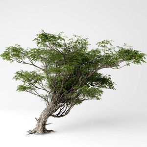 acacia 3D