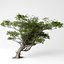 Acacia
