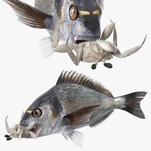 Dorado Fish With Crab In Mouth