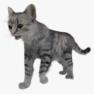 Cat 3 Pose 1 Fur