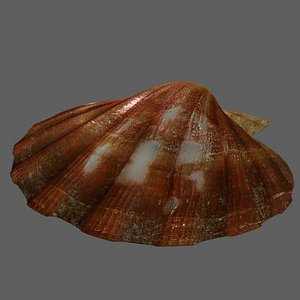 Scallop