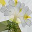 Plumeria Alba Collection